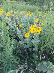 Helianthus mollis
