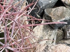 Ferocactus cylindraceus