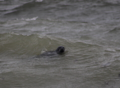 Phoca vitulina vitulina