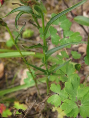 Castilleja scorzonerifolia