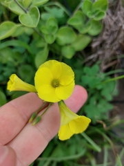 Oxalis pes-caprae