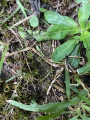 Rhynchostegium serrulatum