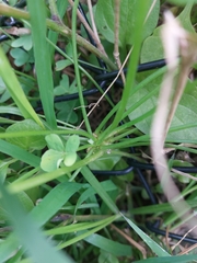 Oxalis pes-caprae