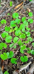 Dichondra