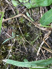 Rhynchostegium serrulatum