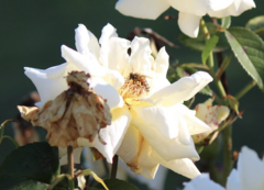 Apis mellifera