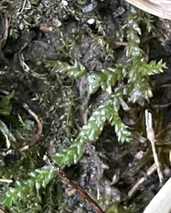 Rhynchostegium serrulatum