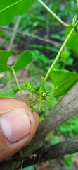 Chthamalia tehuacana