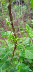 Chthamalia tehuacana