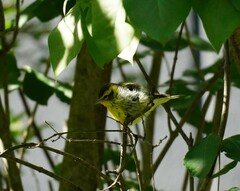 Setophaga fusca