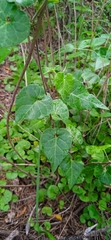Chthamalia tehuacana