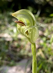 Pterostylis curta