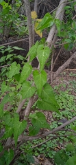 Chthamalia tehuacana