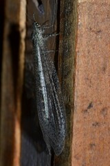 Acanthaclisini