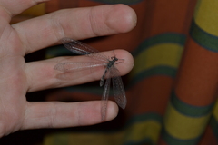 Acanthaclisini