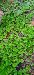 Dichondra