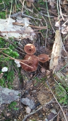 Coltricia cinnamomea