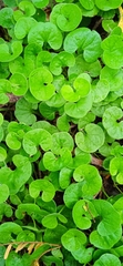 Dichondra