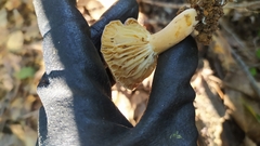 Lactifluus hygrophoroides