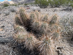 Echinocereus engelmannii engelmannii