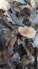 Lactifluus hygrophoroides