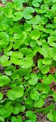 Dichondra