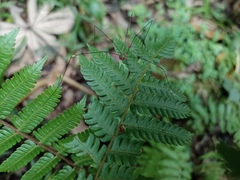 Sclerosomatidae