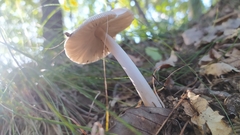 Fungi