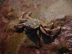 Grapsus
