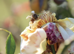 Apis mellifera