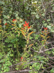 Castilleja integrifolia