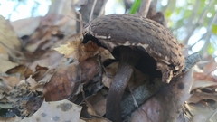 Strobilomyces strobilaceus