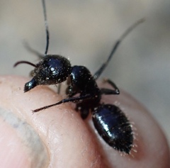 Camponotus laevissimus