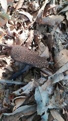 Strobilomyces strobilaceus