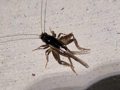 Nemobiinae