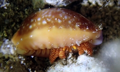 Ciliopagurus strigatus