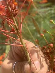 Camponotus decipiens