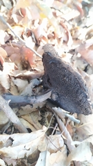 Strobilomyces strobilaceus