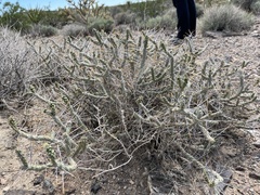 Cylindropuntia ramosissima