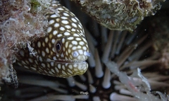 Gymnothorax meleagris