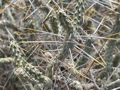 Cylindropuntia ramosissima
