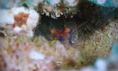 Exoclimenella maldivensis