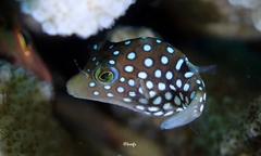 Canthigaster jactator