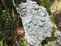 Pertusaria