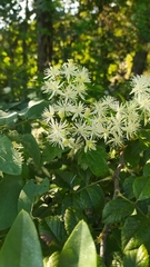 Clematis apiifolia