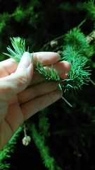 Larix kaempferi