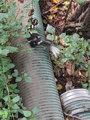 Spilogale angustifrons