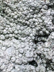 Pertusaria