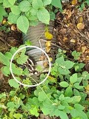 Spilogale angustifrons