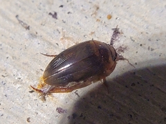 Copelatus chevrolati